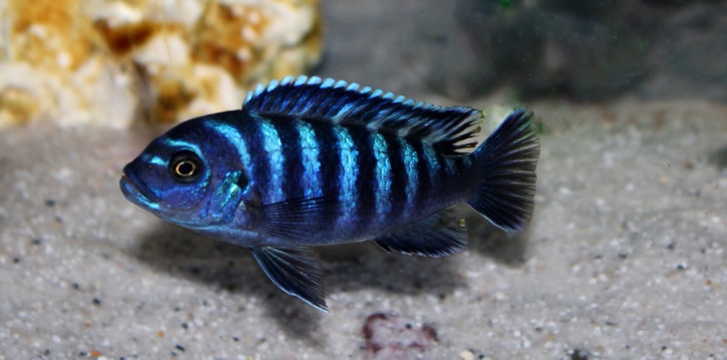 Maylandia sp. 'dolphin' Manda